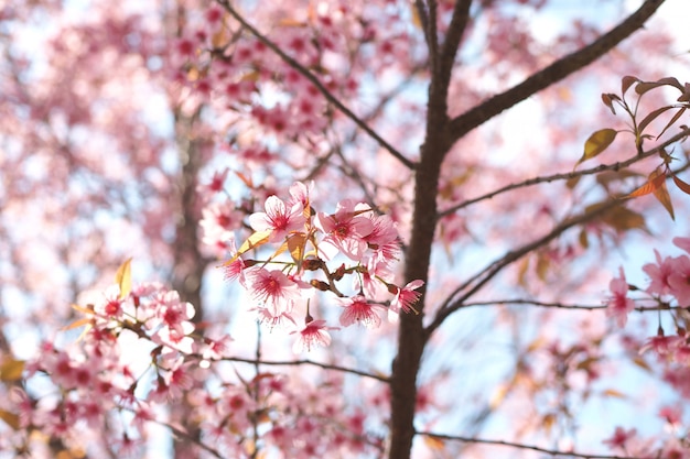 Fleurs de cerisier sauvages de l&#39;Himalaya au printemps