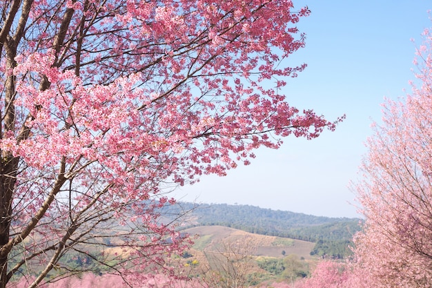 Fleurs de cerisier sauvages de l&#39;Himalaya au printemps