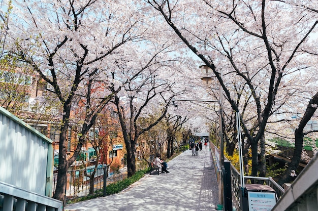 Fleurs de cerisier à Séoul en Corée du Sud