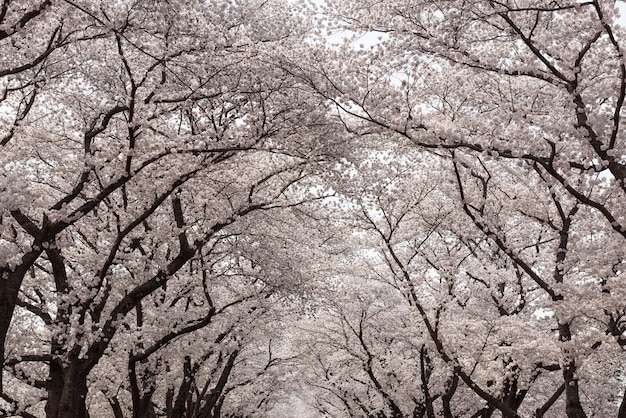 Fleurs de cerisier sous d'immenses arbres Sakura