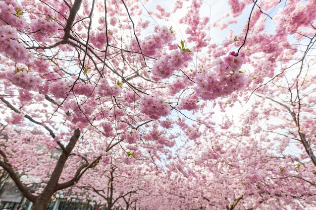 Fleurs de cerisier à Stockholm chez Kungstradgarden