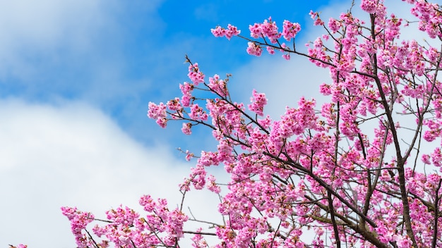 Fleurs de cerisier de Taiwan