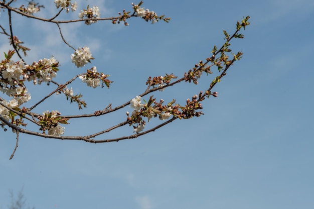 Les fleurs de cerisier viennent de fleurir