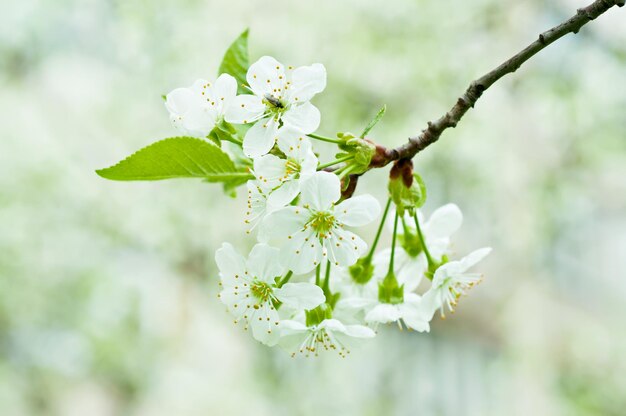 fleurs de cerisier