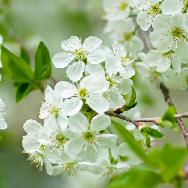 fleurs de cerisier