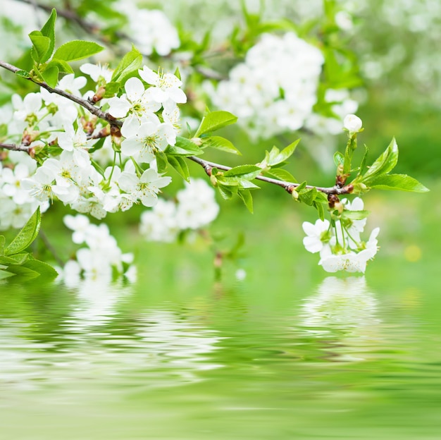 fleurs de cerisier