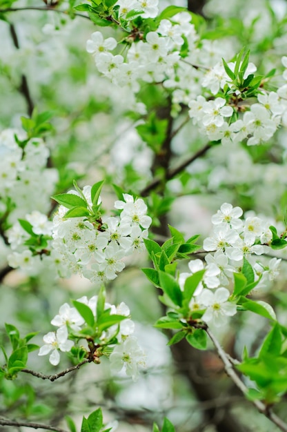 fleurs de cerisier