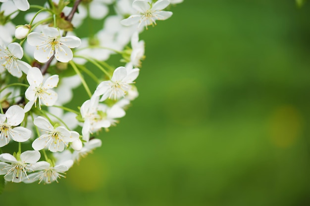 fleurs de cerisier