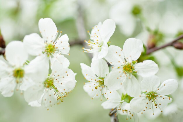 fleurs de cerisier