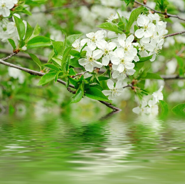 fleurs de cerisier