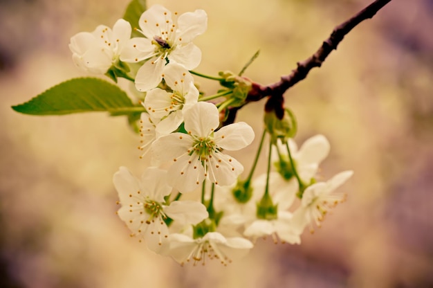 Fleurs de cerisier