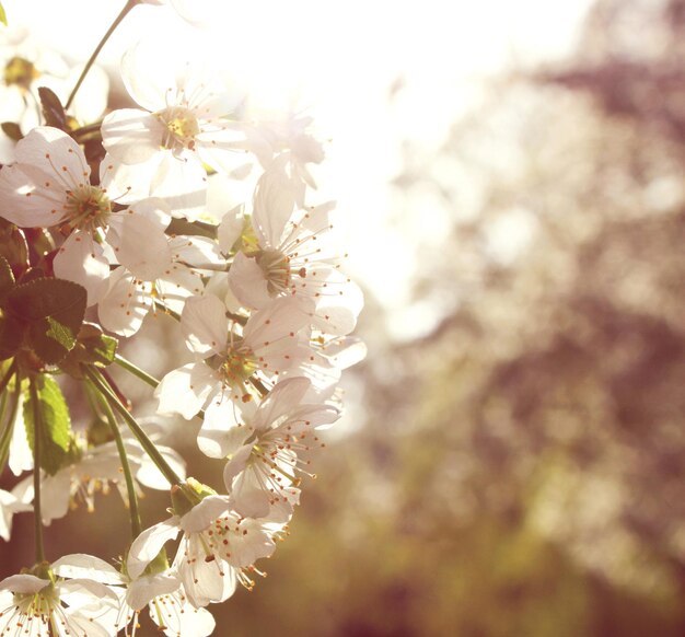 Fleurs de cerisier