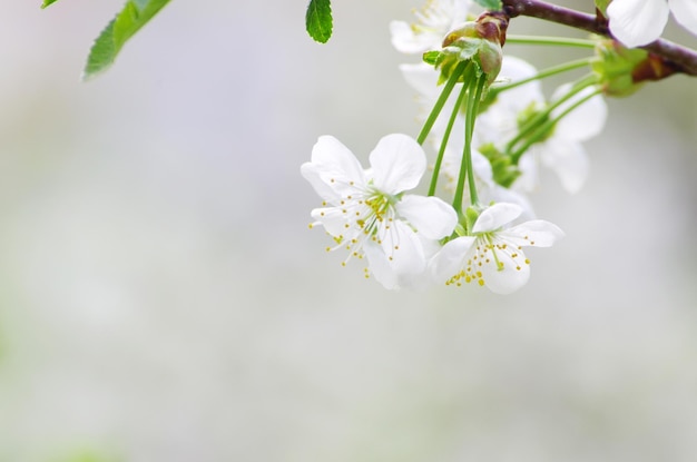 fleurs de cerisier