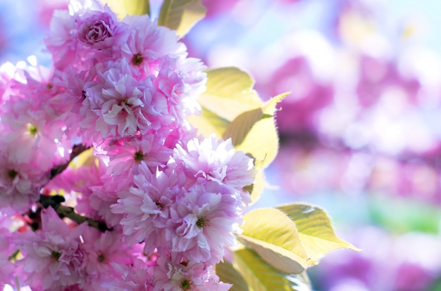 fleurs de cerisier