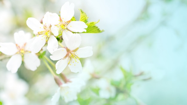 Fleurs de cerisiers en fleurs dans la douce lumière rose, sacura