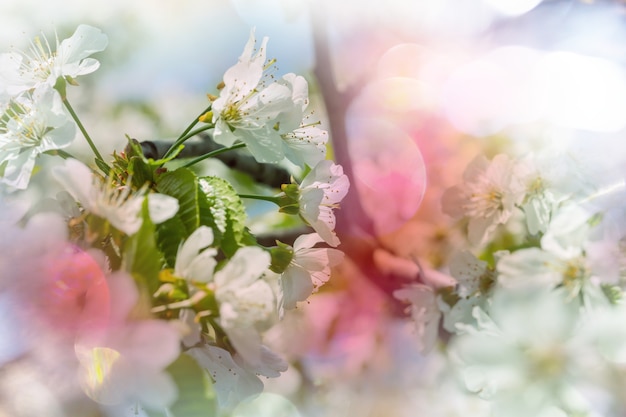 Fleurs des cerisiers en fleurs dans le jardin printanier