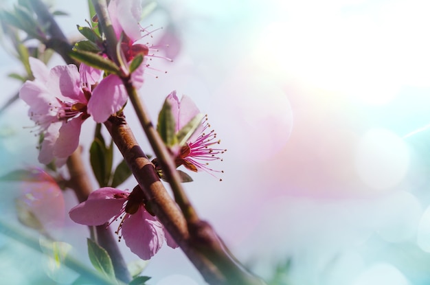 Photo fleurs des cerisiers en fleurs dans le jardin printanier