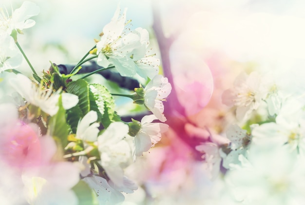 Fleurs des cerisiers en fleurs dans le jardin printanier