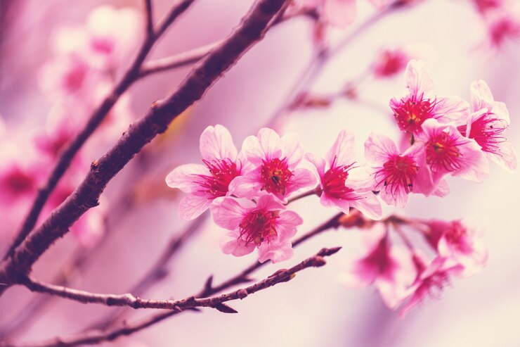 Fleurs des cerisiers en fleurs dans le jardin printanier