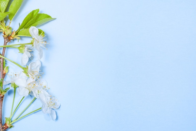 Fleurs de cerisiers en fleurs sur fond bleu