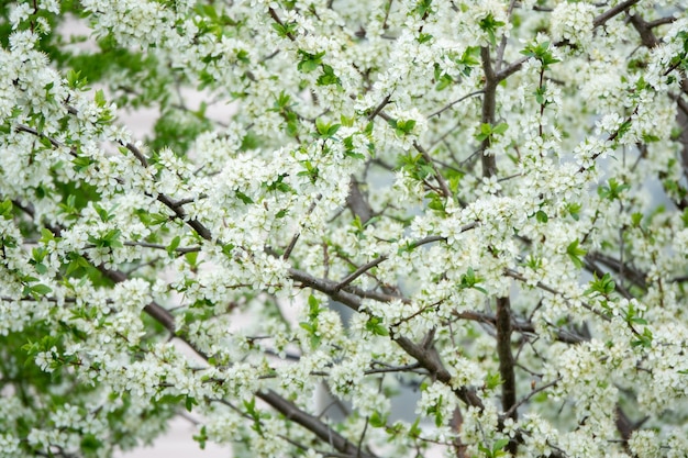 Fleurs des cerisiers en fleurs un jour d'été