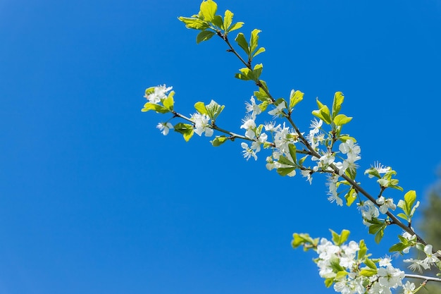 Fleurs des cerisiers en fleurs un jour de printemps Incroyable fleur de printemps Branches d'arbres avec de belles fleurs Verger en fleurs Branches de Sakura avec des fleurs blanches sur un espace de copie de ciel bleu vif