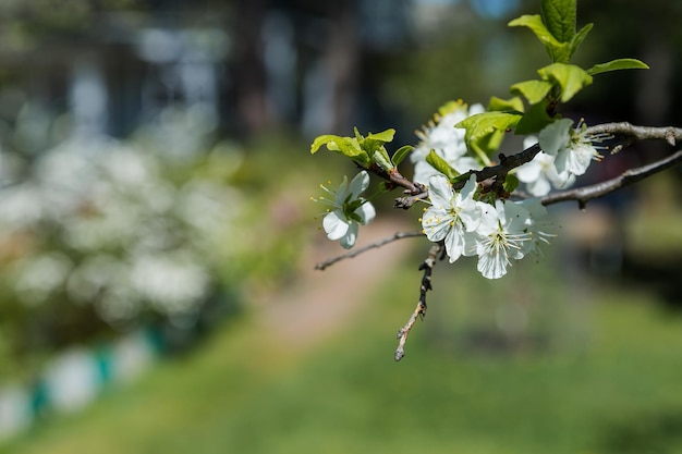 Fleurs des cerisiers en fleurs un jour de printemps Incroyable fleur de printemps Branches d'arbres avec de belles fleurs Verger en fleurs Branches de Sakura avec des fleurs blanches sur un espace de copie de ciel bleu vif