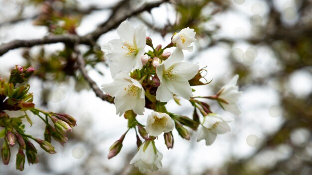 Fleurs des cerisiers en fleurs un jour de printemps, printemps