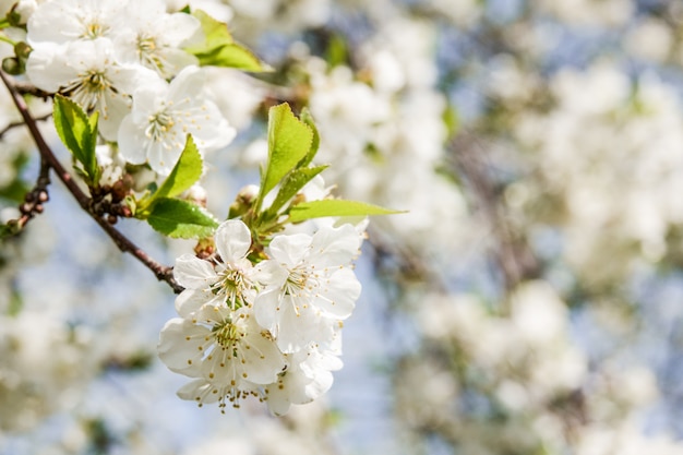 Fleurs de cerisiers en fleurs un jour de printemps