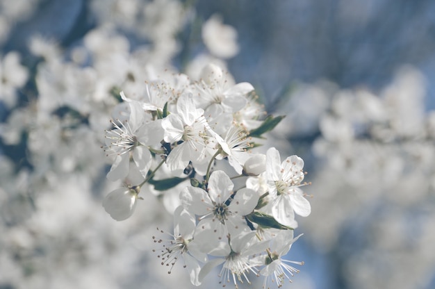 Fleurs des cerisiers en fleurs un jour de printemps