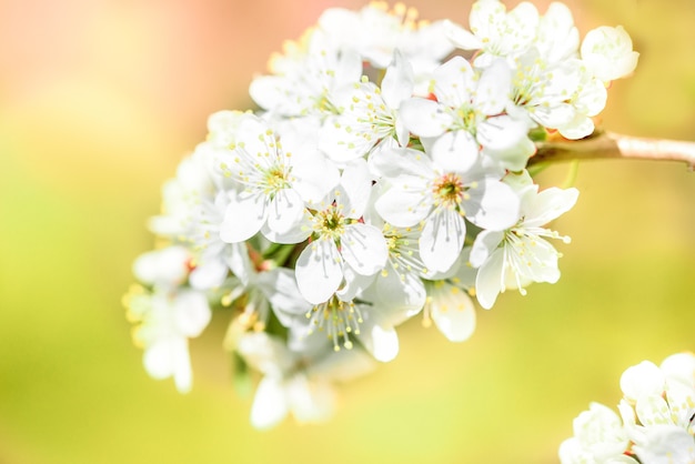 Fleurs des cerisiers en fleurs