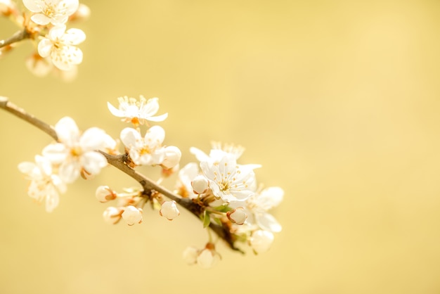 Fleurs des cerisiers en fleurs