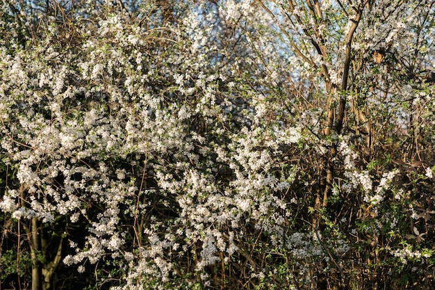 Des fleurs de cerisiers ou de pommiers sur un fond de nature floue des fleurs de printemps