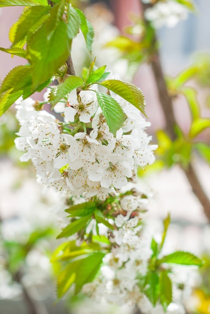 Fleurs des cerisiers