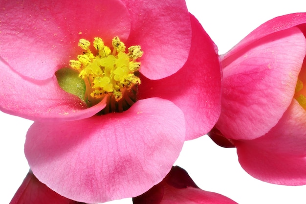 Fleurs de Chaenomeles Japonica (Coing japonais) en fleurs. Isolé.