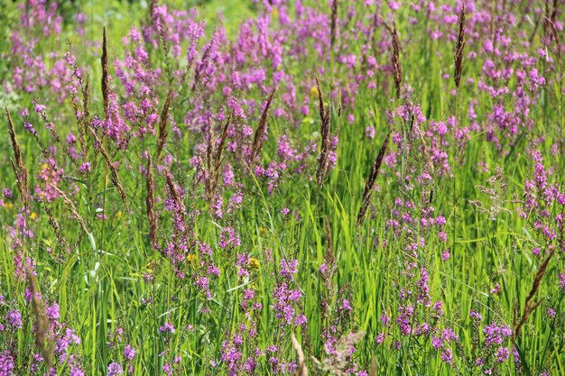 Photo des fleurs de chamaenerion angustifolium qui fleurissent dans un champ d'été près du lac