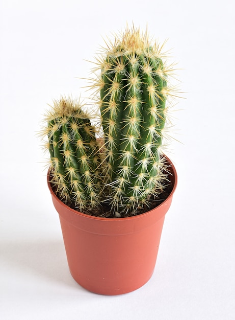 Fleurs de chambre dans un pot_cactus1