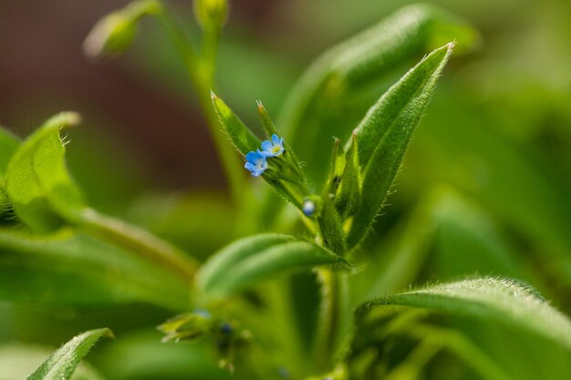 Fleurs de champ macro bleu avec des feuilles vertes