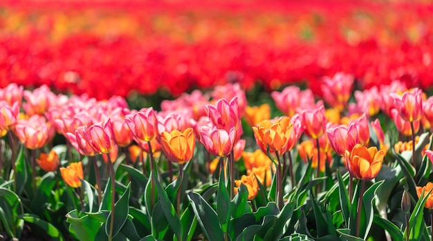 Fleurs de champ de tulipes en fleurs au printemps Printemps coloré