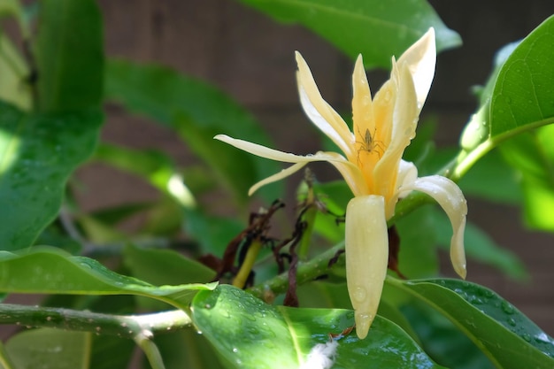 Des fleurs de champa blanches, des feuilles vertes et des gouttes de pluie.