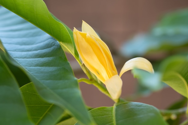 Fleurs de Champaka blanches et feuilles vertes avec la lumière du soleil.