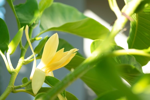 Fleurs de Champaka blanches et feuilles vertes avec la lumière du soleil.