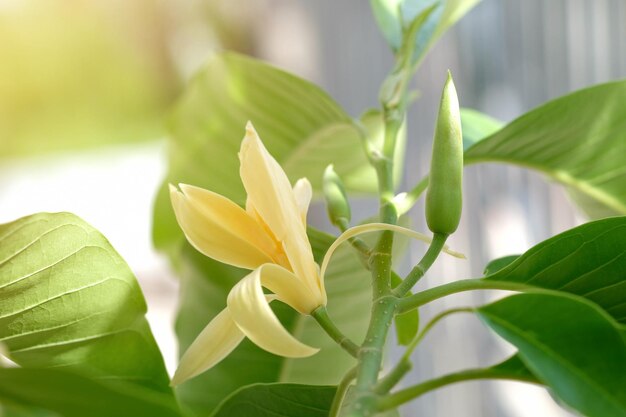 Photo fleurs de champaka blanches et feuilles vertes avec la lumière du soleil