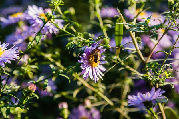 Fleurs des champs sur lesquelles les insectes et les abeilles sont assis en gros plan