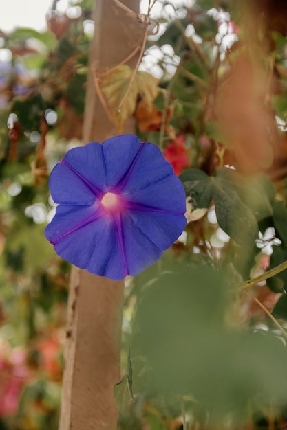 Fleurs des champs pleines de couleurs