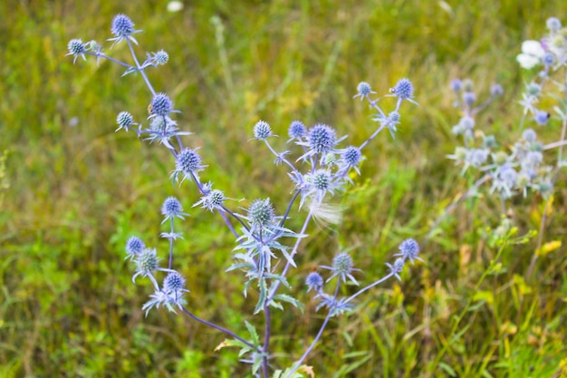 Fleurs de chardon bleu sur le pré