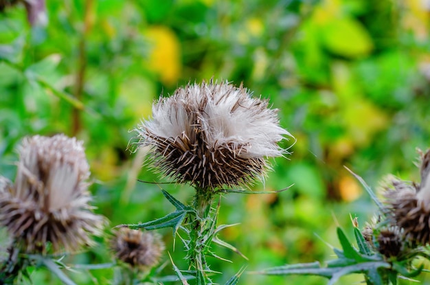 Fleurs de chardon duveteuses séchées sur un tronc épineux avec des feuilles vertes Arrière-plan flou