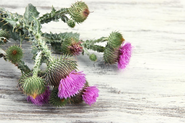 Fleurs de chardon sur fond de bois