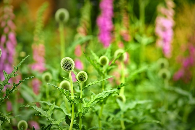 Fleurs de chardon globulaire vert fleurissant dans un parc dans la nature Echinops poussant et fleurissant dans un champ en été Belles plantes vivaces robustes bourgeonnant dans un jardin Plantes sauvages poussant dans un pré