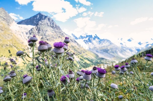 Fleurs de chardon sauvage dans les hautes montagnes des Alpes suisses